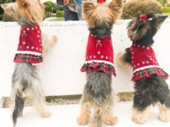 Harnais En Velours Rouge Avec Volant écossais / Harnais Chien Sur Mesure / Harnais Velours Chien / Harnais Noël Chien / Harnais Chic Chien -Papeterie Boutique 4277500 harnais en velours rouge avec volant ecossais harnais chi 4